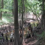 Cypress knees at Turkey Creek Unit