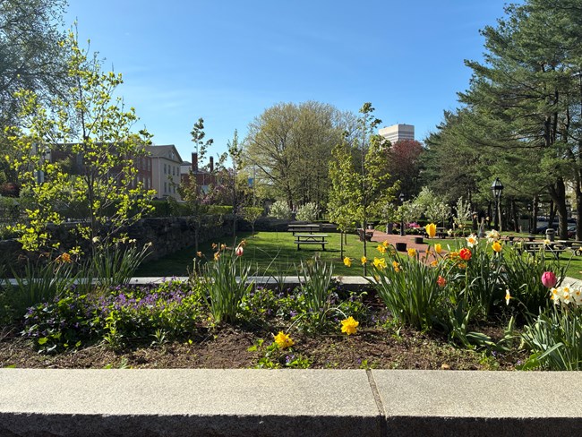 Group of flowers in raised garden bed with park grounds in background