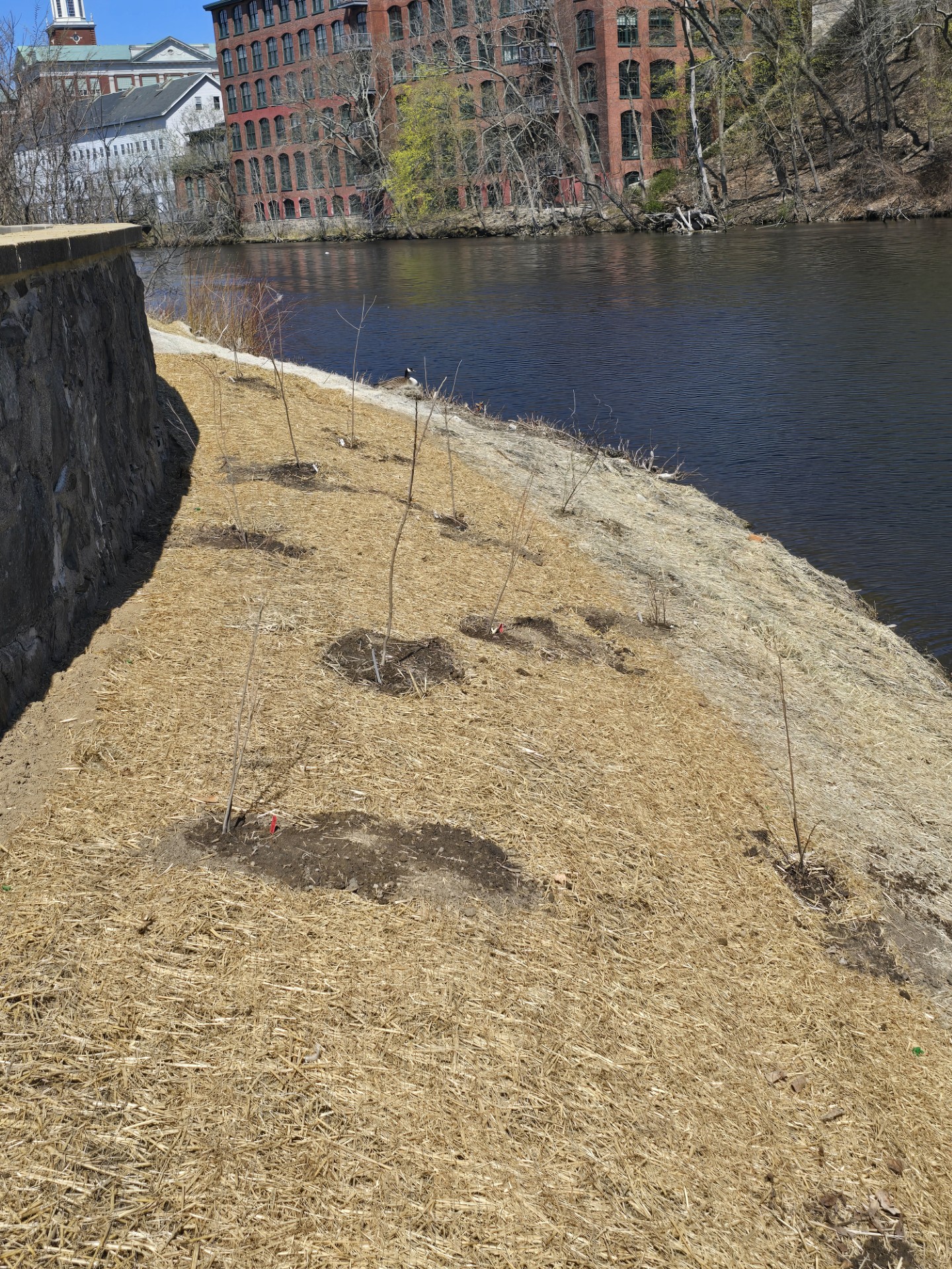 Riverbank covered in straw. Brick mill in background