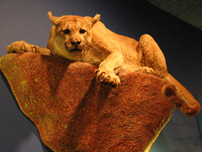 mounted mountain lion