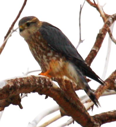 Sharp-shinned hawk perches on a branch.