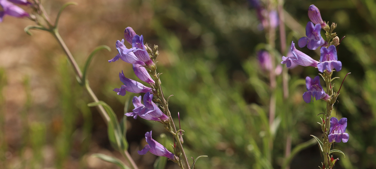 Bright purple flowers growing vertically on a stem against a leafy background