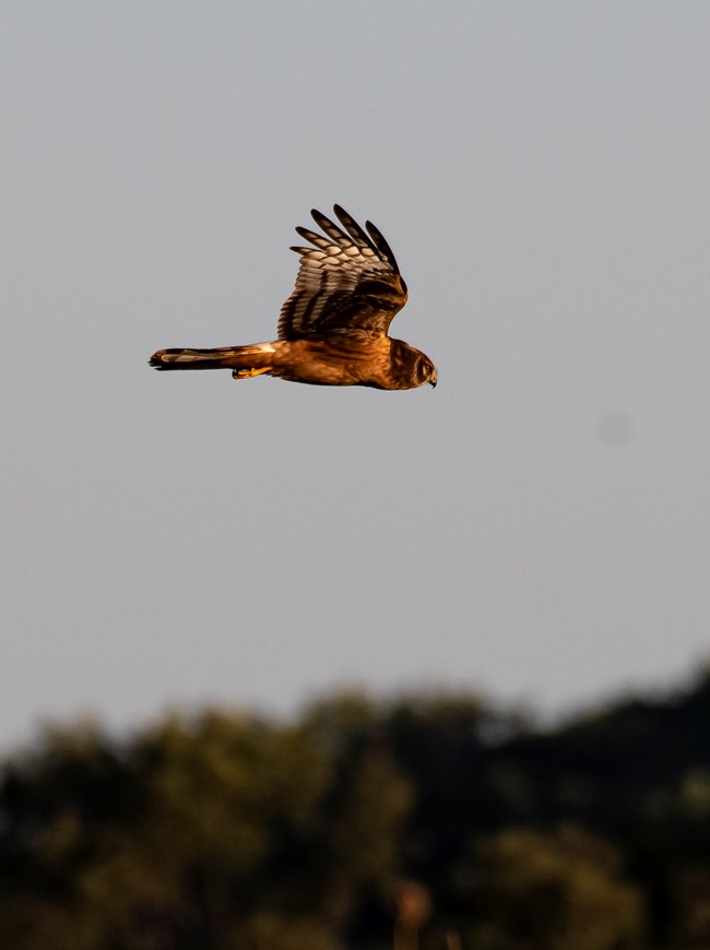 A Northern Harrier flying to the right.