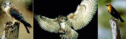 Birds of Bryce Canyon