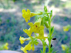 Southwest Stoneseed