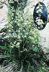 Mountain Deathcamas, with insert showing flower in detail
