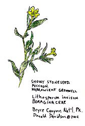 Showy Stoneseed, artists rendition
