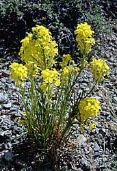 Western Wallflower