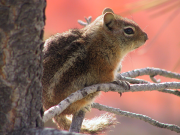 Golden-mantled Ground Squirrel in a tree.