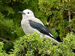 Clark's Nutcracker in a Juniper