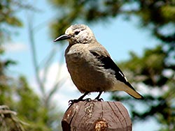 Clark's Nutcracker on a post