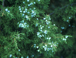 Juniper berries, blue-green in color