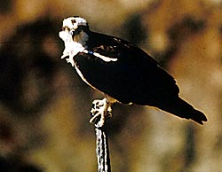 Close-up view of Osprey on a tree limb