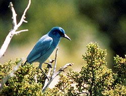 Pinyon Jay Pinyon Jay
