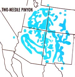 Map depicting the range where the Two Needle Pinyon Pine may be found in North America Map depicting the range where the Two Needle Pinyon Pine may be found in North America