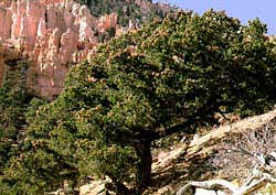 Pinyon Pine Pinyon Pine