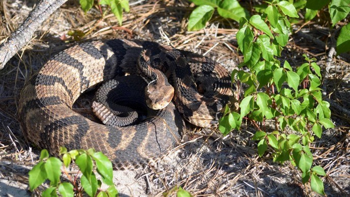 Canebrake rattlesnake coiled up and hiding