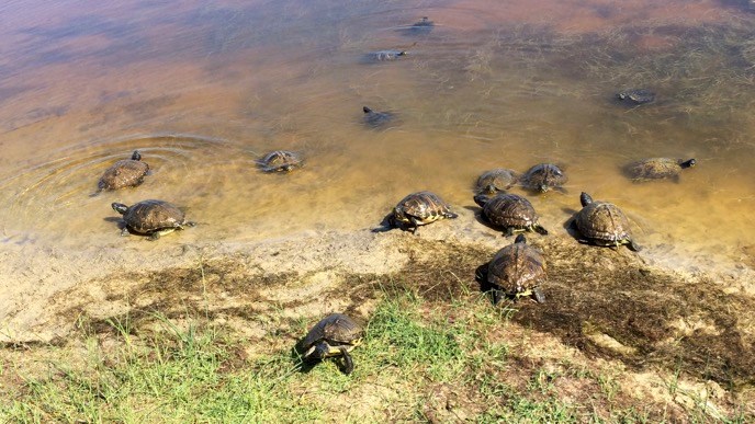 Several turtles in and near a pond