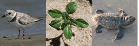 Cape Hatteras NS Federally Protected Species - Piping Plover, Seabeach Amaranth, Sea Turtles