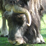 Image of Musk Ox grazing