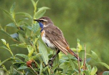 brown bird with blue throat on a branch