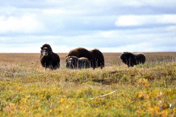 Two adult and two young muskoxen walking in the tundra