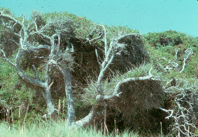 Nature and Science
