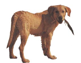Dog with feather in its mouth.