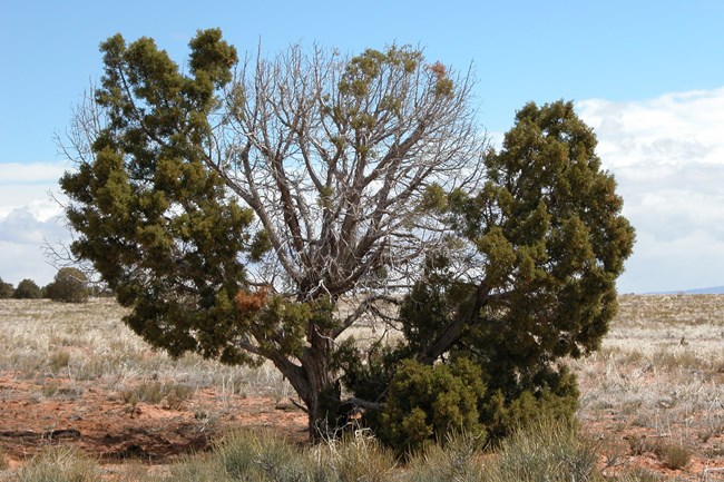 a juniper tree has seemingly dead branches that it has self-pruned