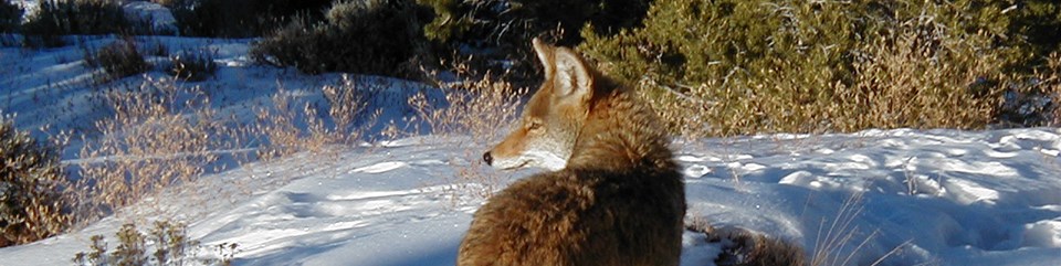 a coyote standing in the snow