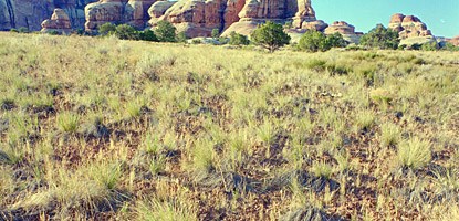 photo: Native bunch grasses in the Needles District