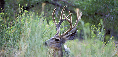 Mule Deer
