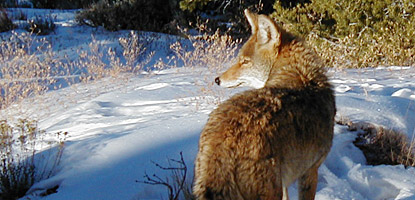 photo: Coyote near the Hans Flat Ranger Station