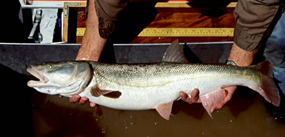Colorado pikeminnow