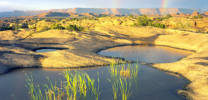 photo: Ephemeral pools (potholes) in the Needles District