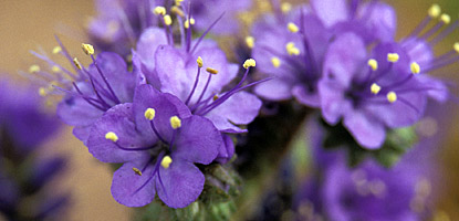 photo: Scorpionweed (Phacelia crenulata)