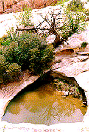 Water collects in a hole in the rock, this is described as a waterpocket