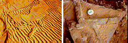 Ripples and mudcracks left over from sediment washed up and dried under a hot sun