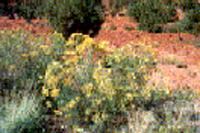 Rabbit Brush growing near the Grand Wash