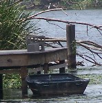 Cane River scene