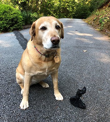 Tan dog sits on pavement with a bark ranger dog tag hanging from collar