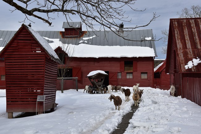 Winter goats