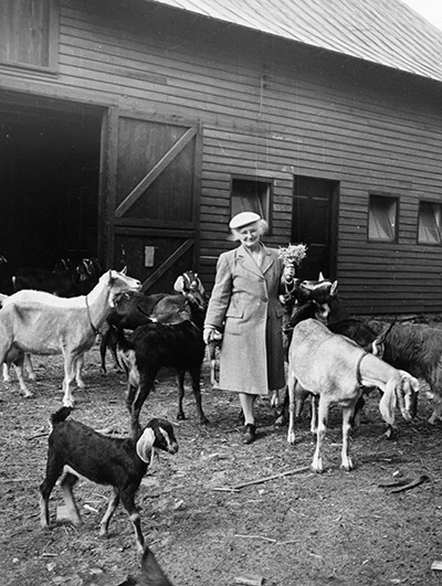 Black and white photo of Mrs. Sandburg standing in front of barn surrounded by 8 adult dairy goats