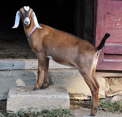 Nubian dairy goat with a brown body and long white ears stands in the doorway of the barn.