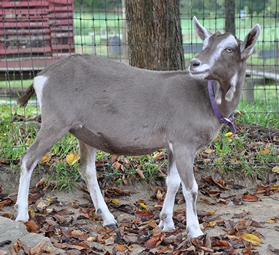 Toggenburg dairy goat, light brown body with white ears and legs, standing in barnyard, with colorful fall leaves on ground.