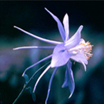 Colorado Columbine at Cedar Breaks National Monument.