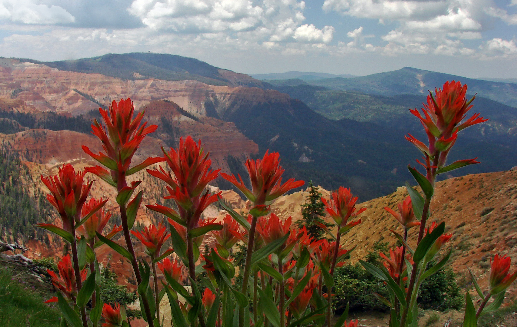 Wildflower Festival