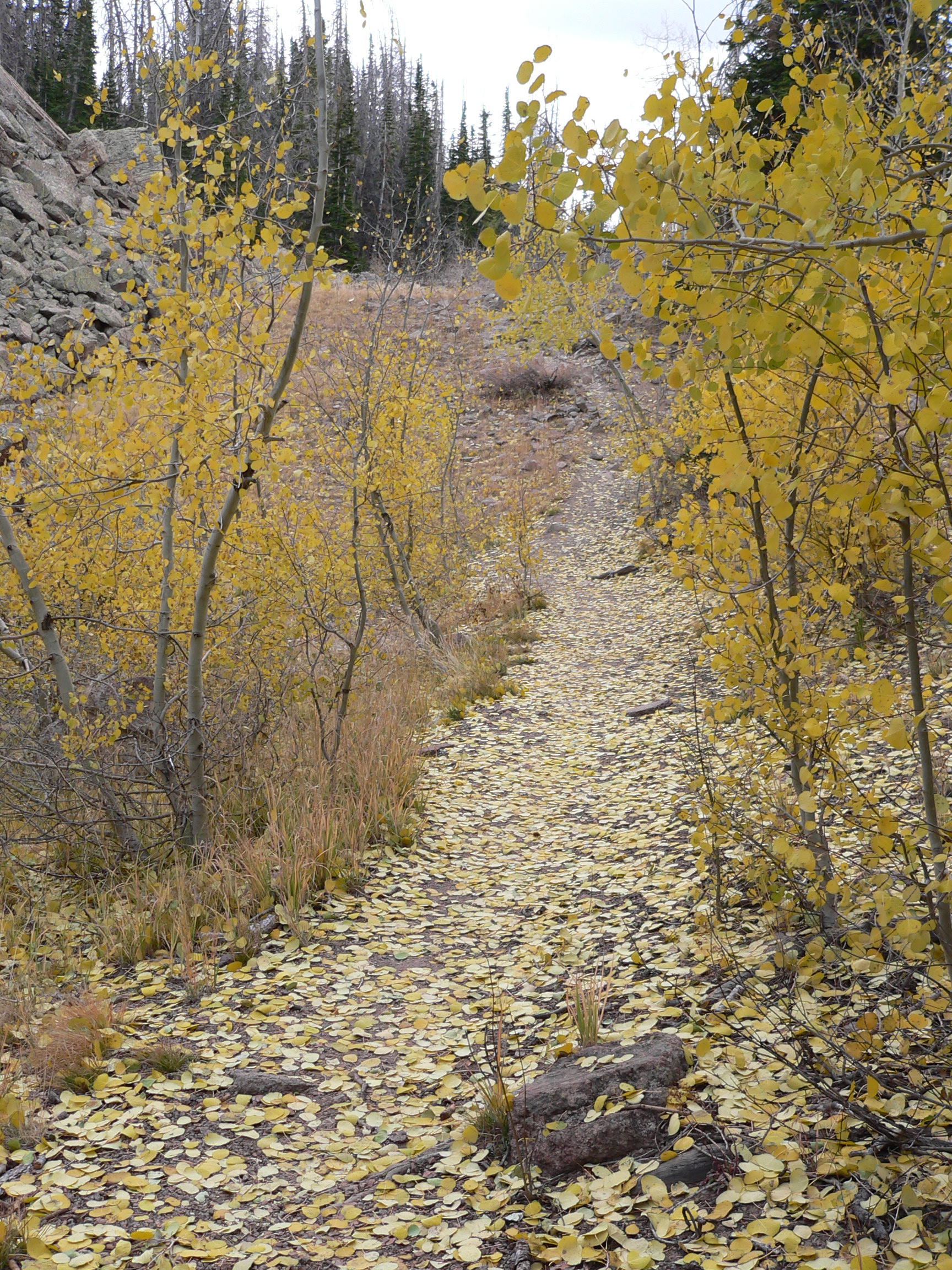 Alpine Pond Trail - Fall