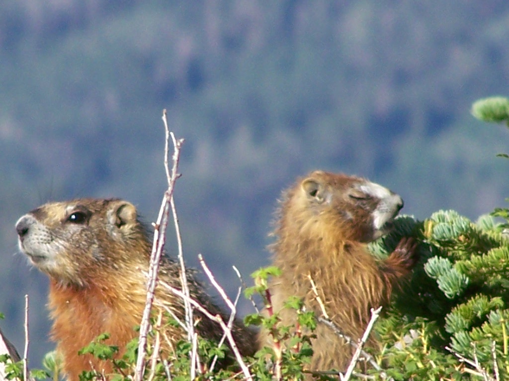 yellow bellied marmots