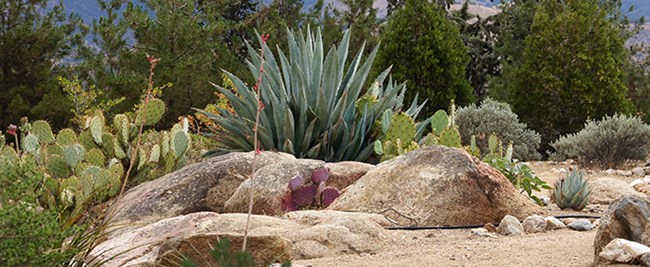 Cacti and desert plants grow among rocks.